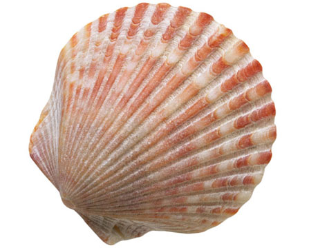 Ракушки